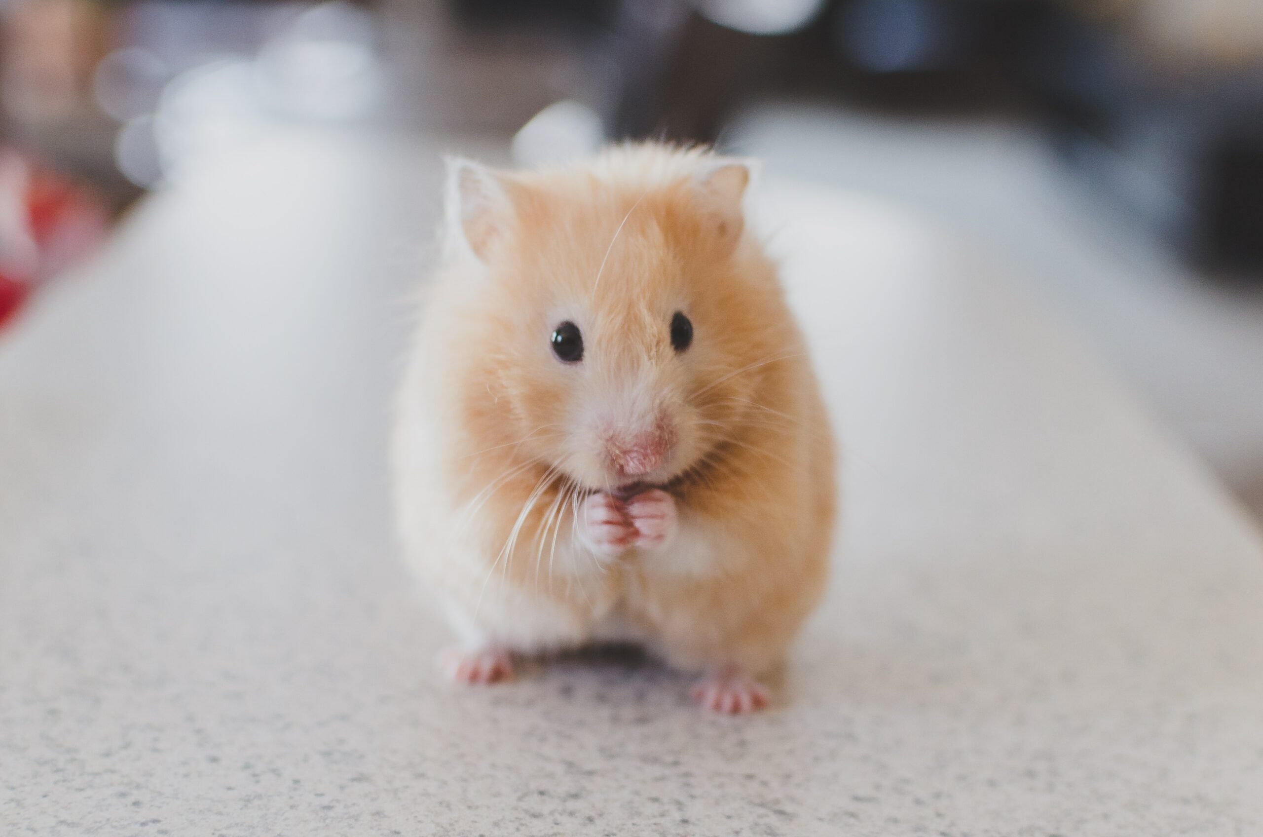 Have a picture of a hamster.